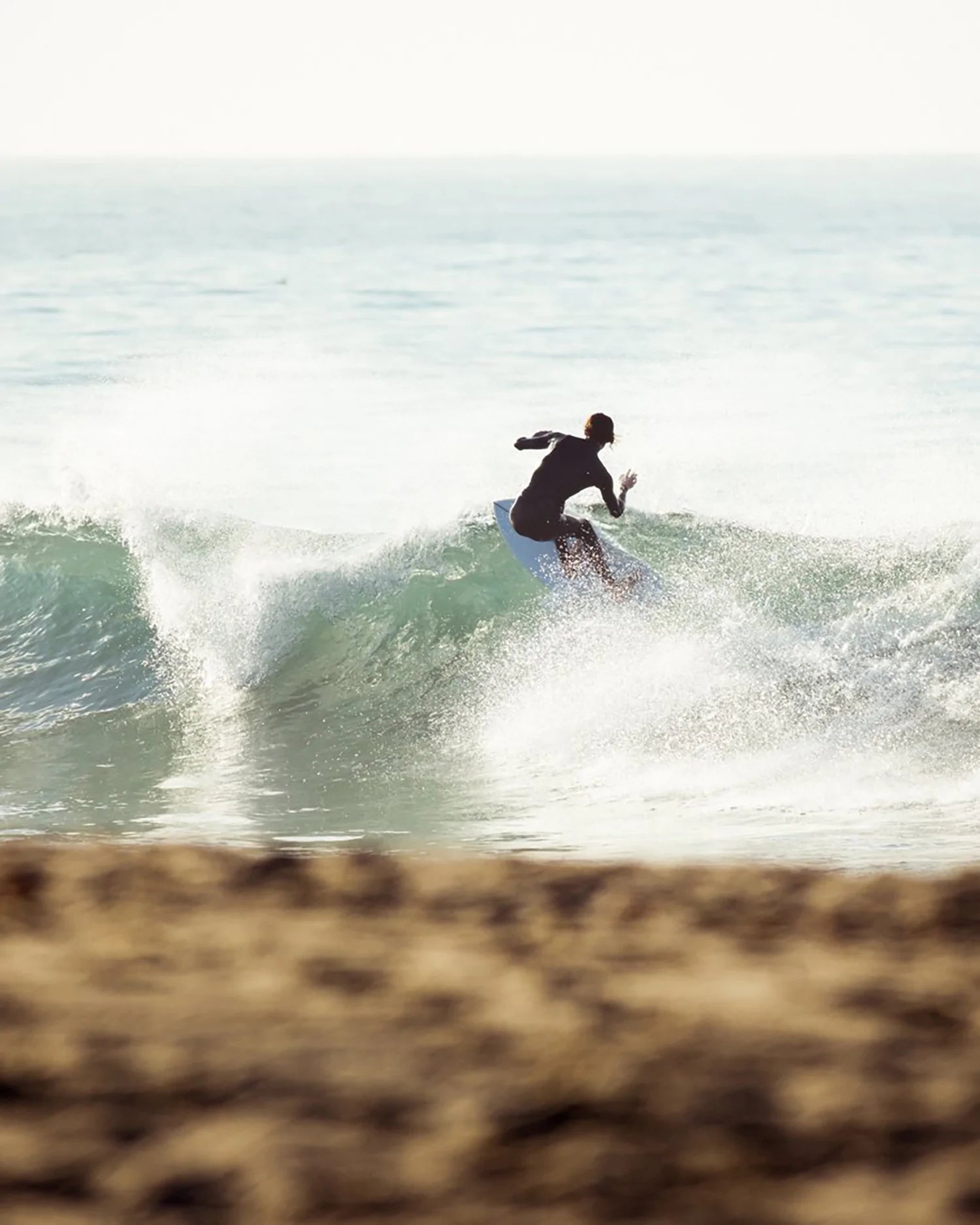 أسماك سانديا